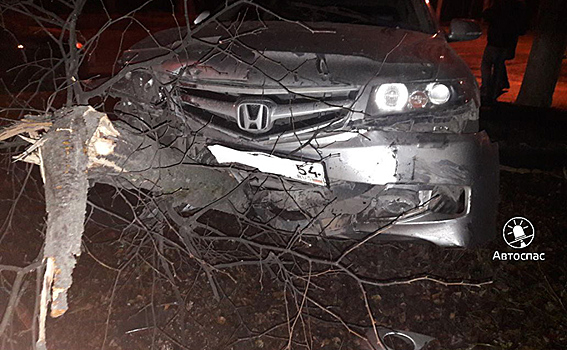 Дерево стало жертвой ночного ДТП в Новосибирске