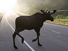 Попытка объехать лося попала на видео