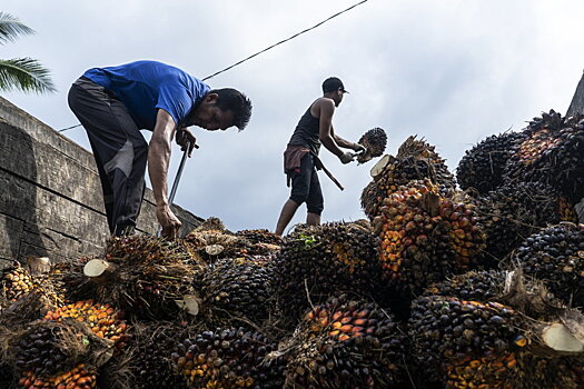 Почему растет импорт пальмового масла и чем это грозит