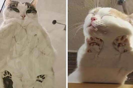 Милые коты на стеклянных столах, в которых трудно не влюбиться