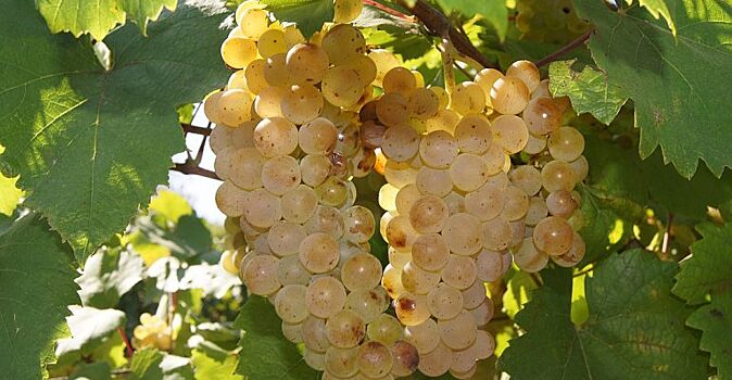 Минсельхоз Крыма выделил 16 млн рублей на виноградарство