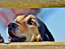 Капканы на собак ставят в Болотнинском районе