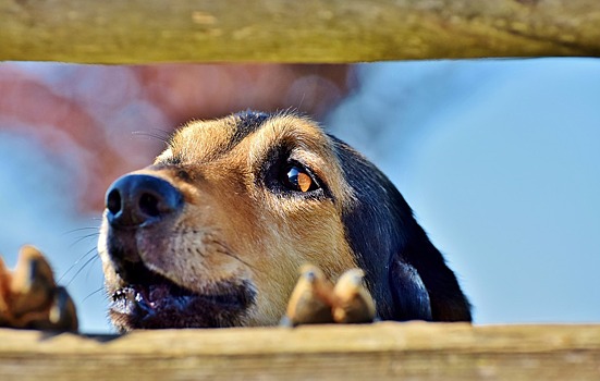 Капканы на собак ставят в Болотнинском районе