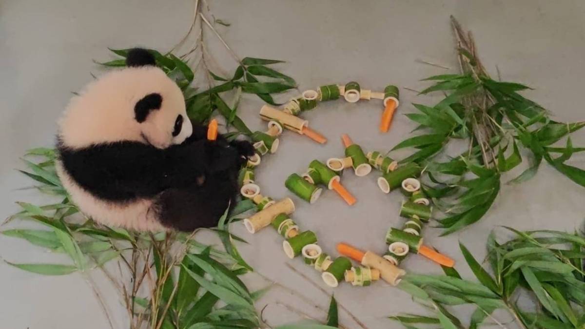 «Первая в жизни морковка»: панде Катюше исполнилось шесть месяцев