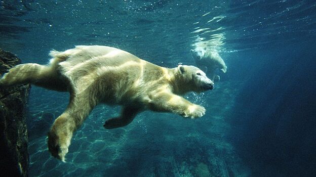 Белых медведей убьёт не косолапость