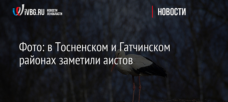 Фото: в Тосненском и Гатчинском районах заметили аистов