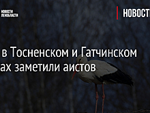 Фото: в Тосненском и Гатчинском районах заметили аистов