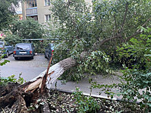В центре Саратова огромное дерево рухнуло на внедорожник