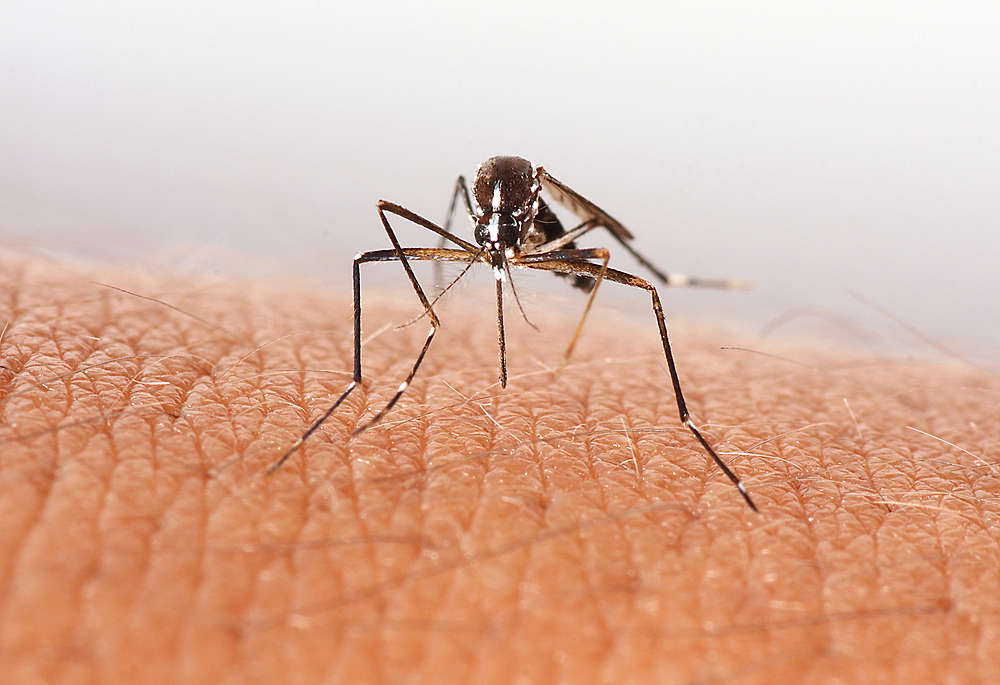 Ученые опровергли миф о связи укусов комаров с группой крови