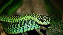 Дневник смерти: ученый записал ощущения от укуса ядовитой змеи