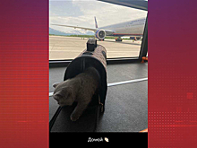 Пассажирка разбившегося на Камчатке самолета выложила фото перед вылетом