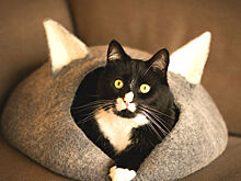 В Москве появился сервис котонянь «Цап-царап»