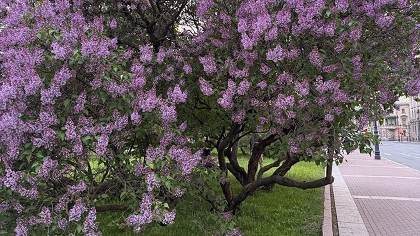 В Петербурге высадят тысячи кустов сирени и восстановят «советское» озеленение в центре