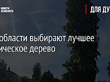В Ленобласти выбирают лучшее историческое дерево