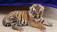 Найденный в Приморье на прошлой неделе тигренок-сирота погиб