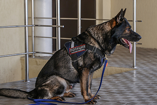 В Химках служебная собака нашла у местного жителя более 10 «закладок»