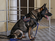 В Химках служебная собака нашла у местного жителя более 10 «закладок»