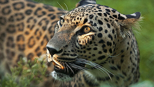 Пойманную в Абхазии самку леопарда вернут в Сочи