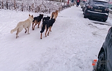 В Приморье бродячие собаки растерзали несколько косуль: жители бьют тревогу