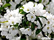 В Москве представили передовой опыт садоводства в Красноярском крае