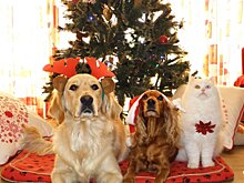 Новогодняя угроза для кошек и собак: что делать, если питомец наелся хвои