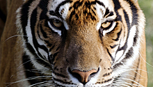 В Новой Зеландии тигр растерзал сотрудницу зоопарка