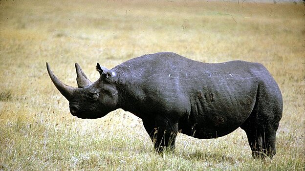 В Кении семь носорогов погибли после перевода в другой парк