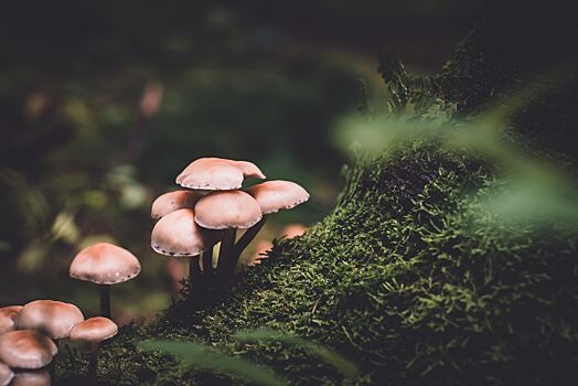 Как посадить грибы на даче