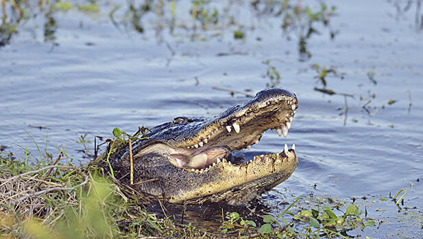 Профессионального охотника из ЮАР съели аллигаторы