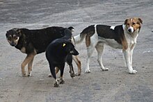 Ветеринары сообщили о вспышке смертельной для собак неизвестной инфекции