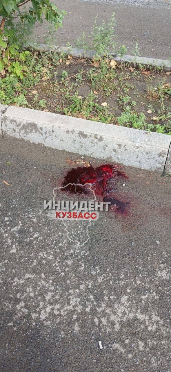 Неизвестные расстреляли собак в Ленинском районе Кемерова