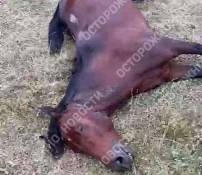 Соцсети: минимум 20 лошадей погибли на конном пробеге в Кабардино-Балкарии