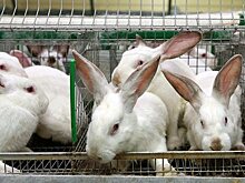 На Кубани открылась кролиководческая ферма