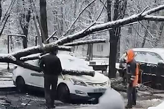 В Москве дерево под тяжестью снега рухнуло на машины