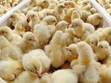 Производство мяса птицы в России достигло 6,16 миллиона тонн