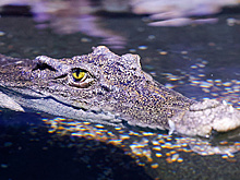 Прокуратура проверит сообщения о живущем в телекомпании Обнинска крокодиле