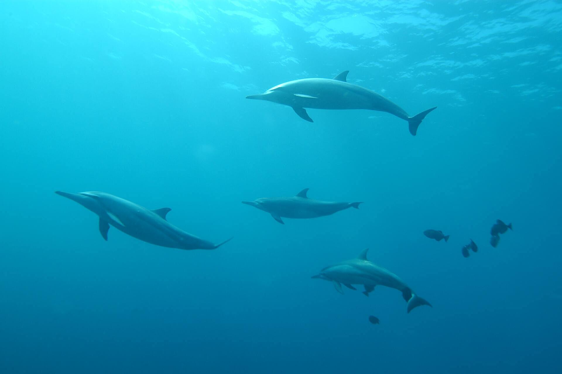 В Японии дельфины стали нападать на людей