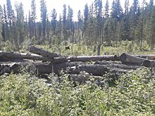 На Среднем Урале незаконно вырубили лес на сотни тысяч рублей