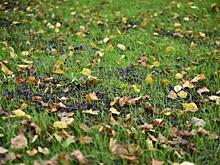 20 тысяч квадратных метров газонов благоустраивают в Вологде по новой технологии