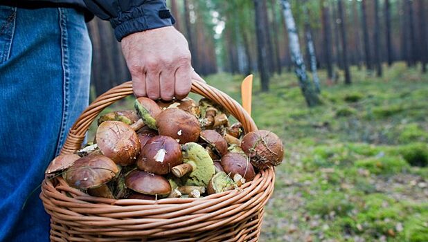 В лесах под Калугой пропал грибник