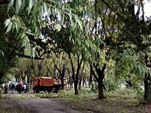 Сквер на Братьев Кашириных начали вырубать, несмотря на протесты челябинцев