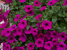 Топ-10 шикарных новых петуний: они достойны внимания