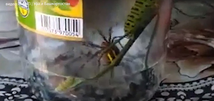 Жители Башкирии поймали ядовитого паука, и накормили его гусеницей из Красной книги