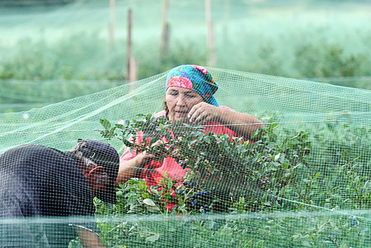 В Дагестане планируют создать 2 тыс. рабочих мест для запуска плодово-ягодного кластера