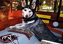 Собака-кондуктор поселилась в маршрутке №24 в Нижнем Новгороде