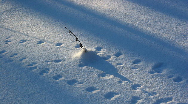 В Приангарье семеро бизнесменов выследили пожарных и подстрелили двоих в лесу