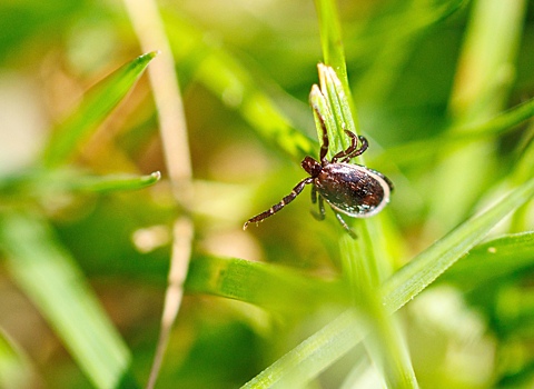 Россиян предостерегли от укусов энцефалитных клещей. Они активны даже осенью