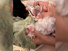 Мальтийская болонка потеряла часть уха во время груминга в московском салоне