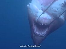 Шокирующее видео: в Приморье засняли погибшую акулу