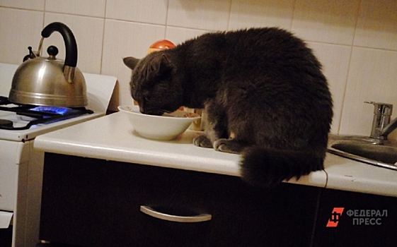 В Уфе голодные кошки устроили пожар на кухне